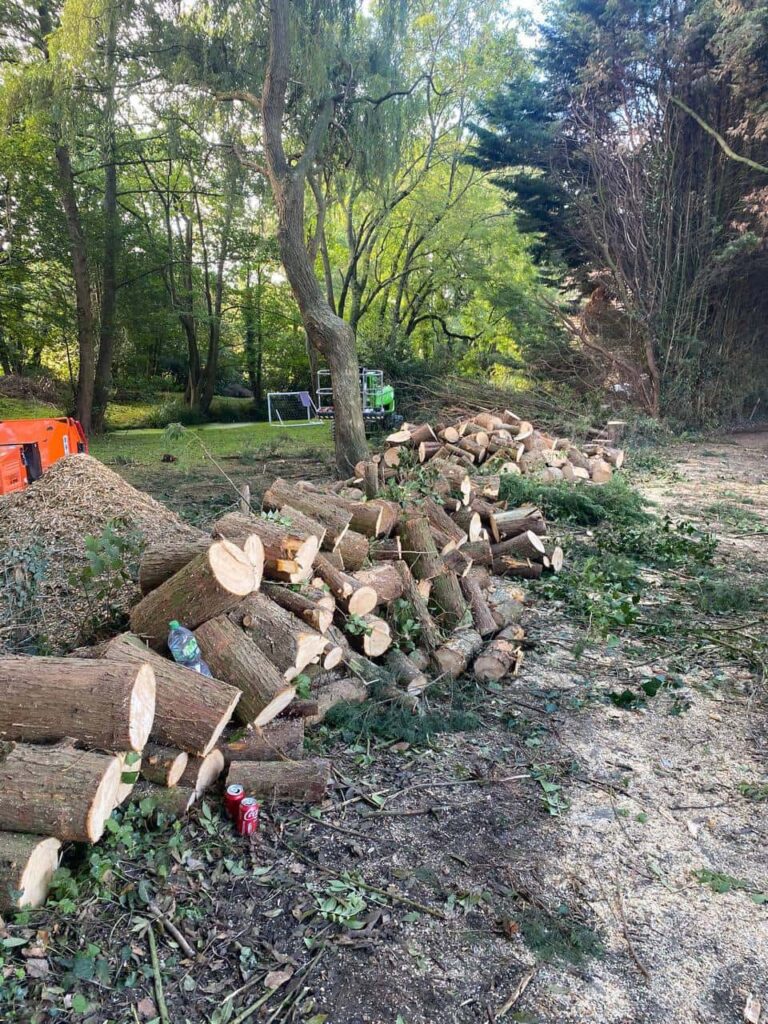 This is a photo of a wood area which is having multiple trees removed. The trees have been cut up into logs and are stacked in a row. Bromham Tree Surgeons